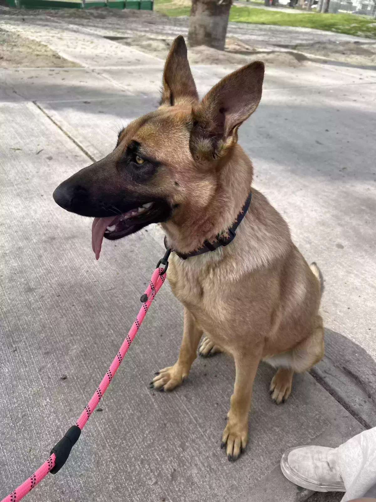 Found dog in Lemoore, CA, 93245