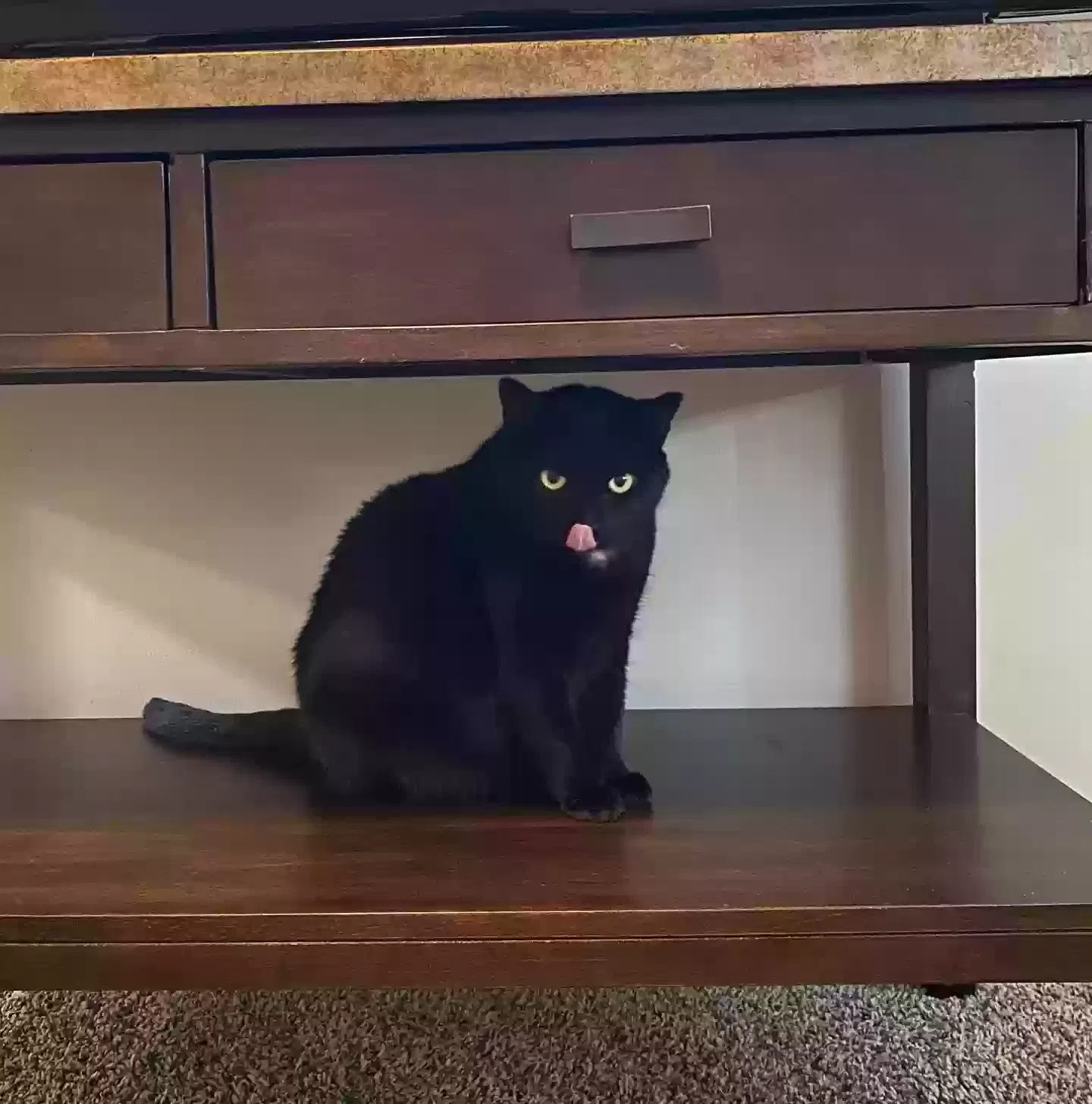 Lost cat in Goose Creek, SC, 29445