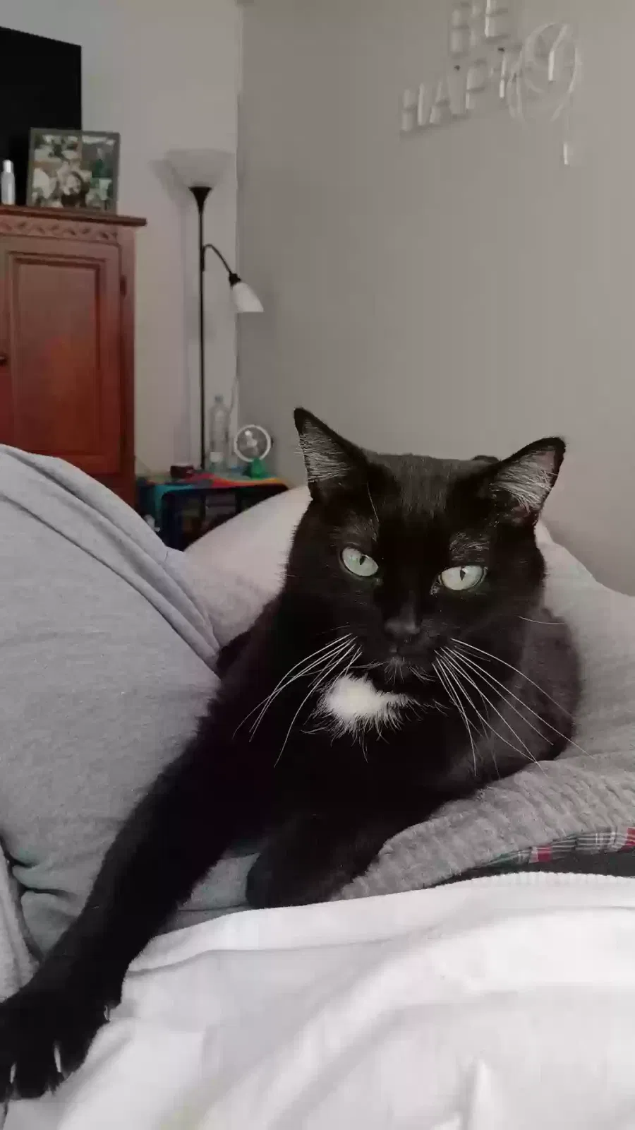 Lost cat in Denver, CO, 80210