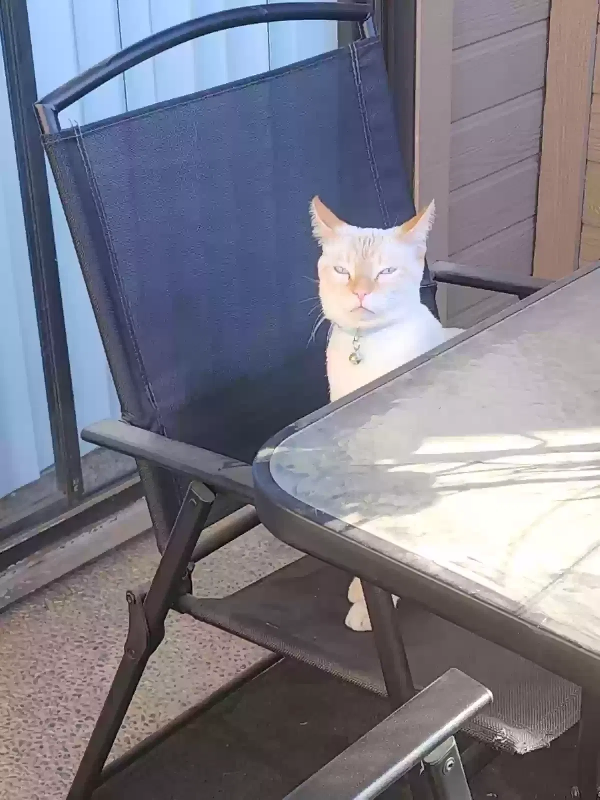 Lost cat in Fresno, CA, 93720