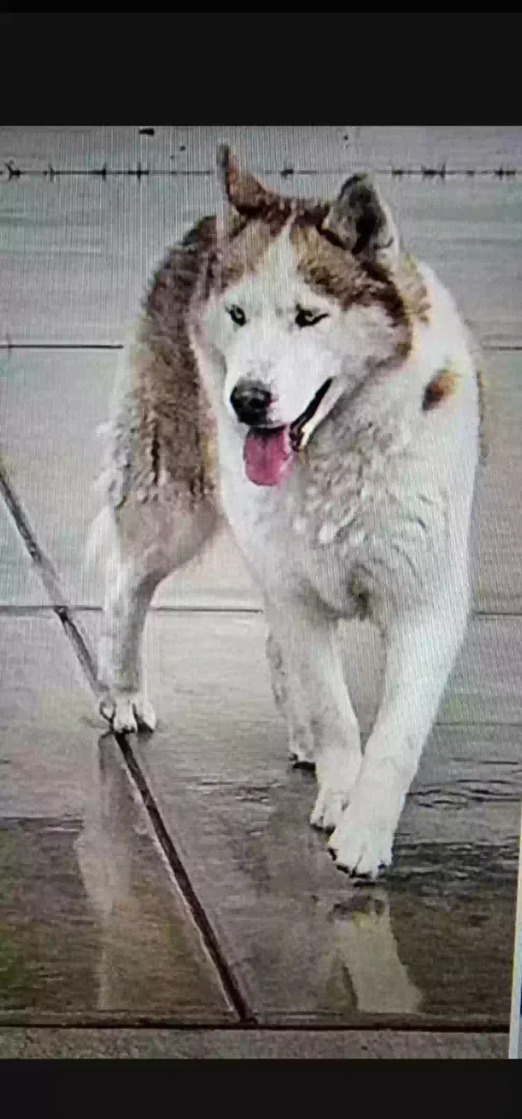 Lost dog in Bakersfield, CA, 93313