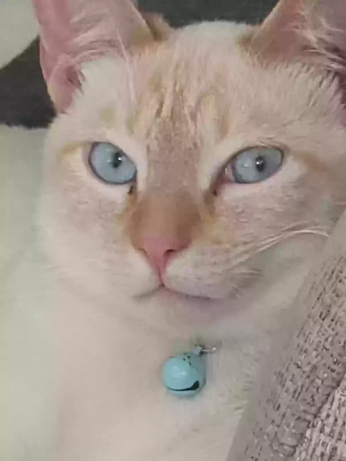 Lost cat in Fresno, CA, 93720