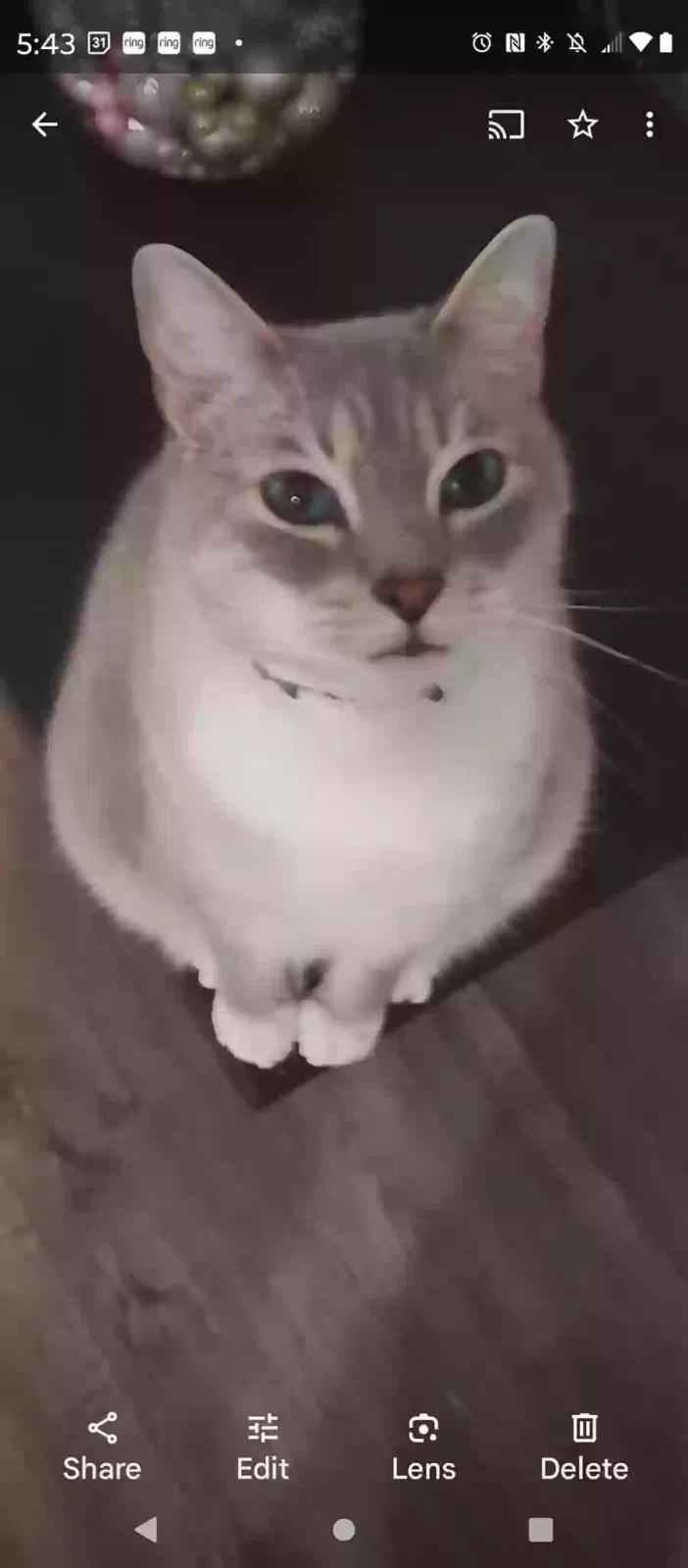 Lost cat in Goose Creek, SC, 29445