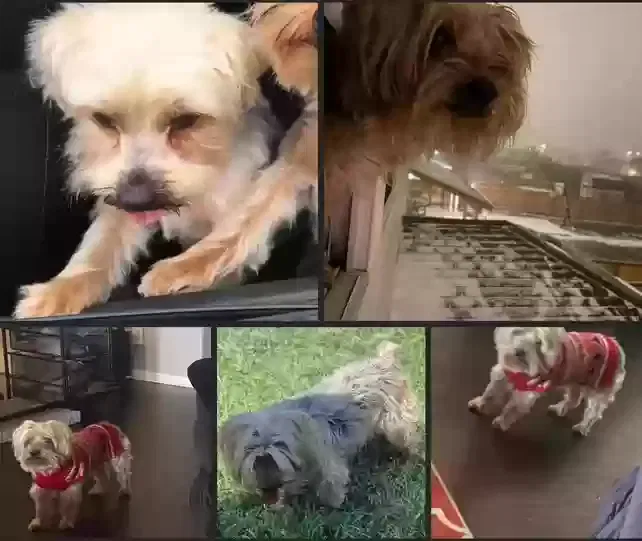 Lost dog in San Antonio, TX, 78245