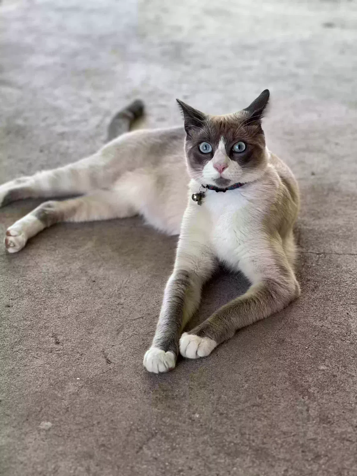 Lost cat in Houston, TX, 77064