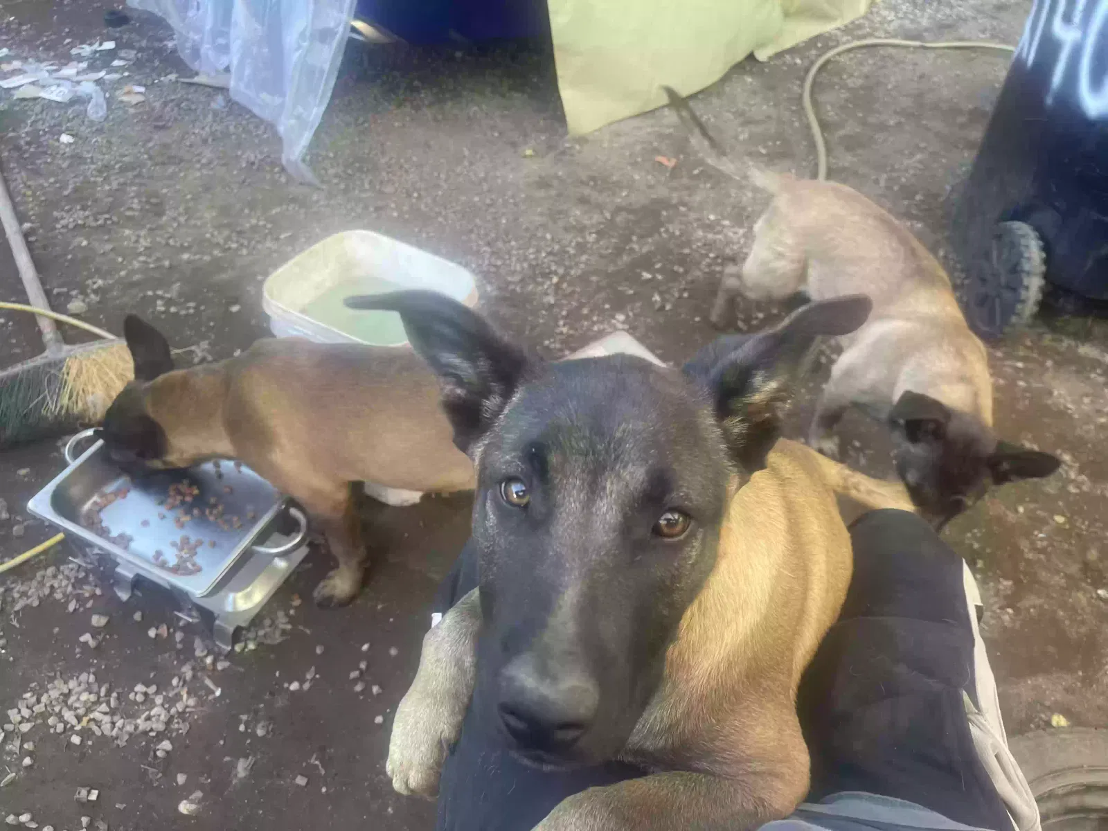 Lost dog in Los Angeles, CA, 90021
