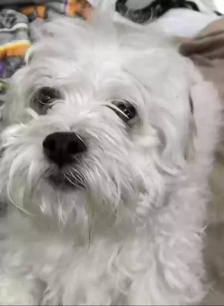 Lost dog in Oakboro, NC, 28129