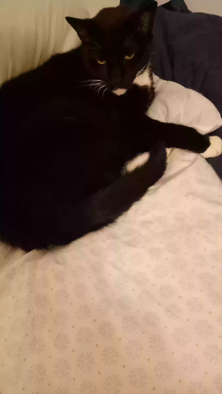 Lost cat in Toms River, NJ, 8757