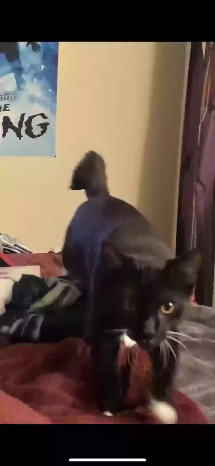 Lost cat in Acworth, GA, 30101