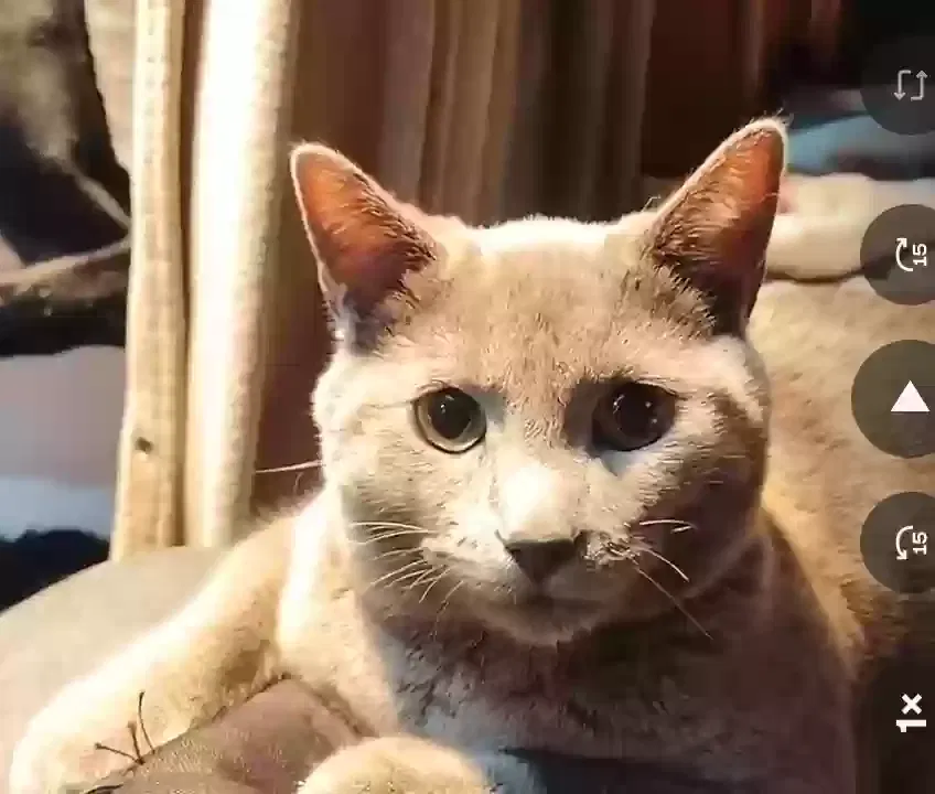 Lost cat in Portland, OR, 97213