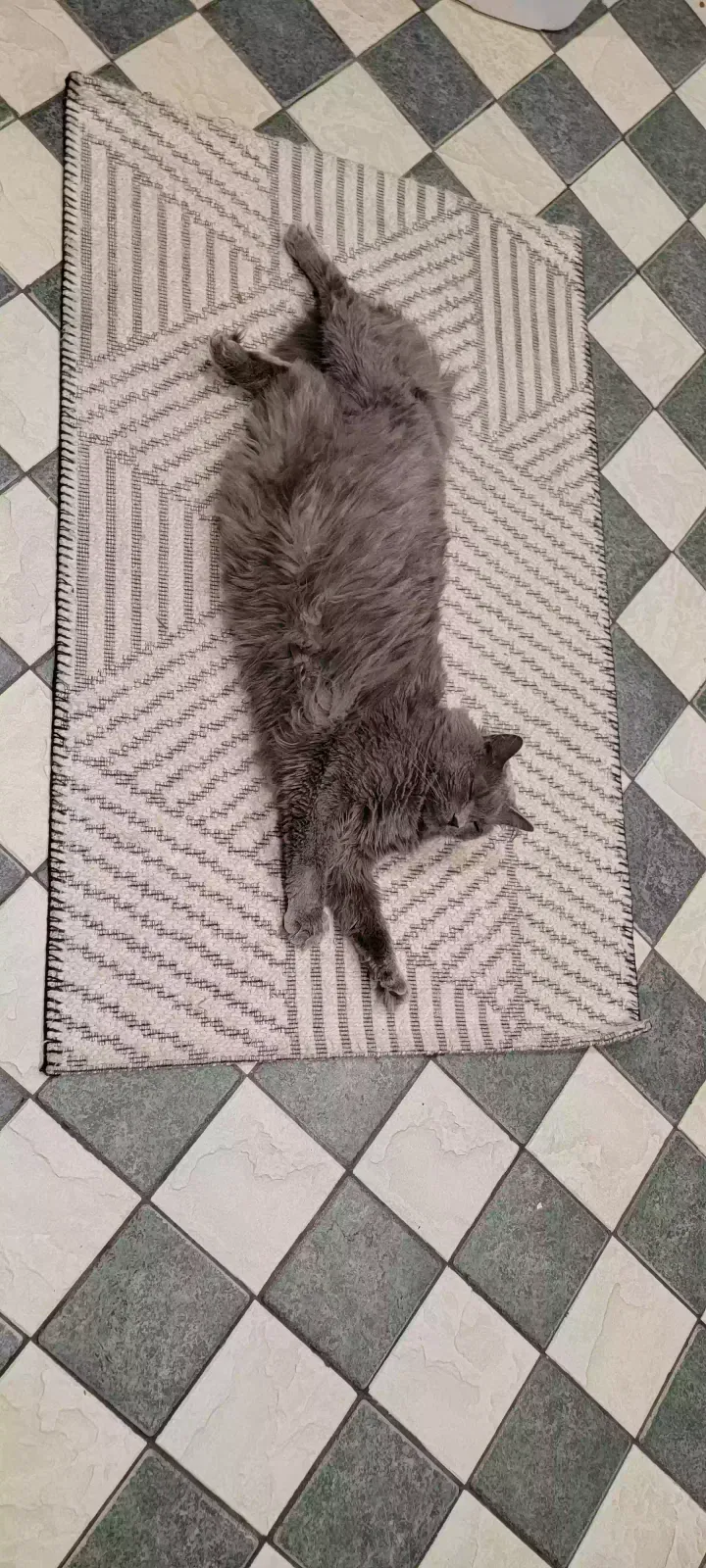Lost cat in Norwalk, CT, 6851