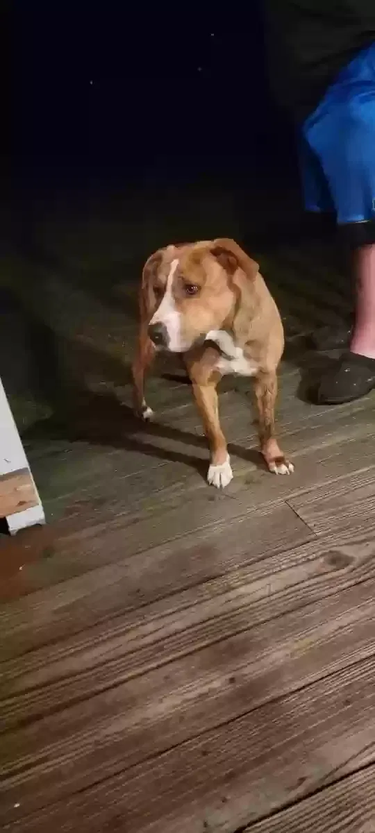 Found dog in Cameron, NC, 28326