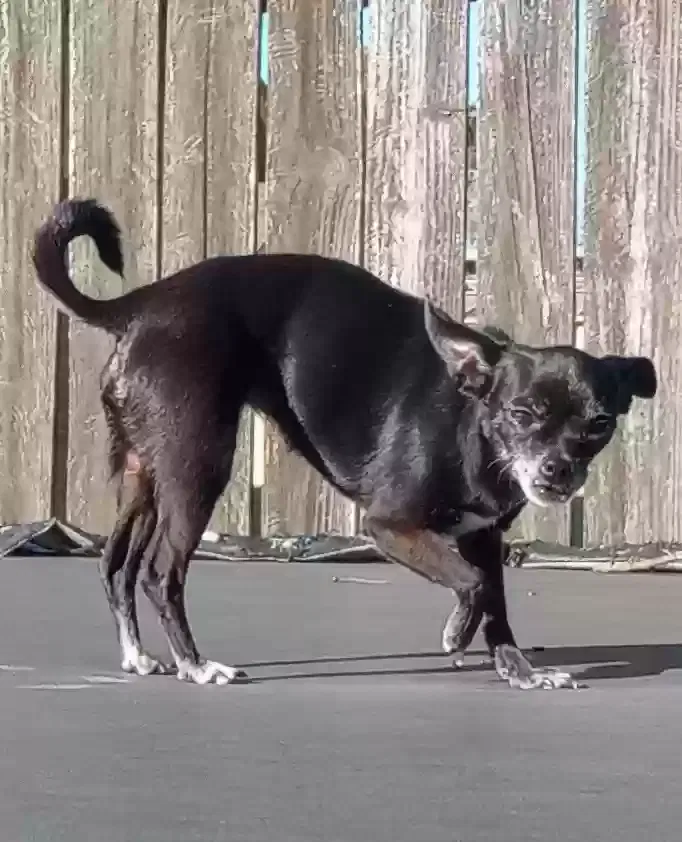 Lost dog in Houston, TX, 77083