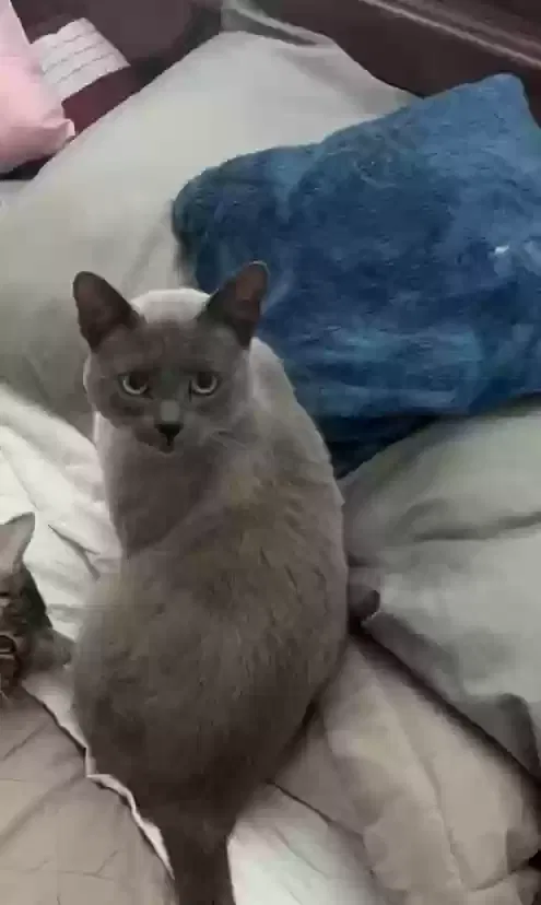 Lost cat in Escondido, CA, 92026