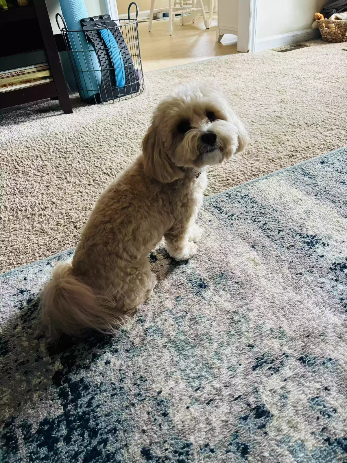 Lost dog in Hope Mills, NC, 28348