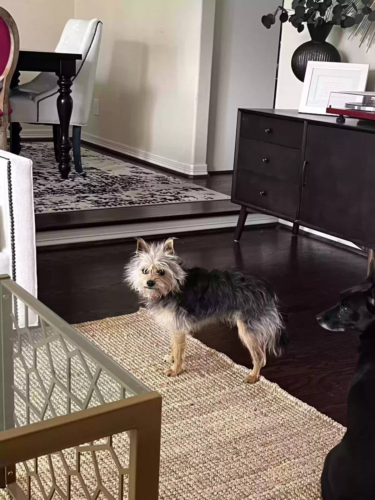 Lost dog in Denton, TX, 76208
