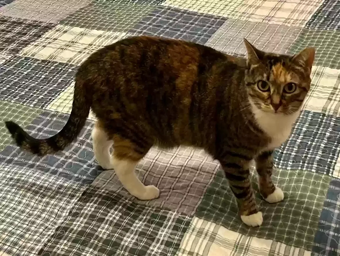 Lost cat in Conroe, TX, 77302