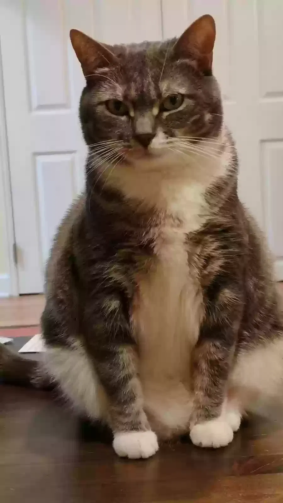Lost cat in Plattekill, NY, 12568