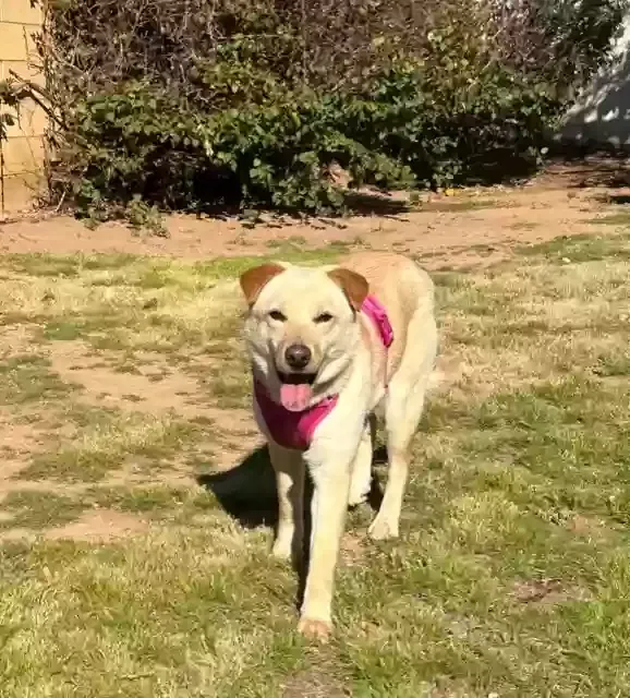 Lost dog in Phoenix, AZ, 85018
