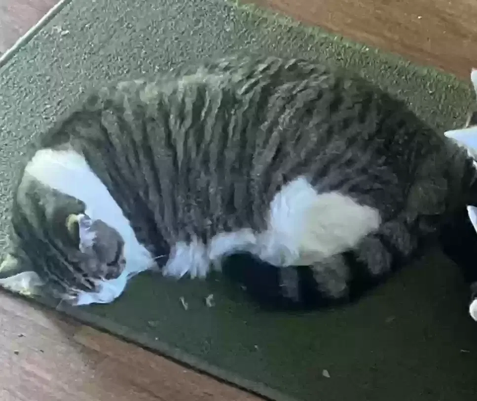 Lost cat in Birdsboro, PA, 19508