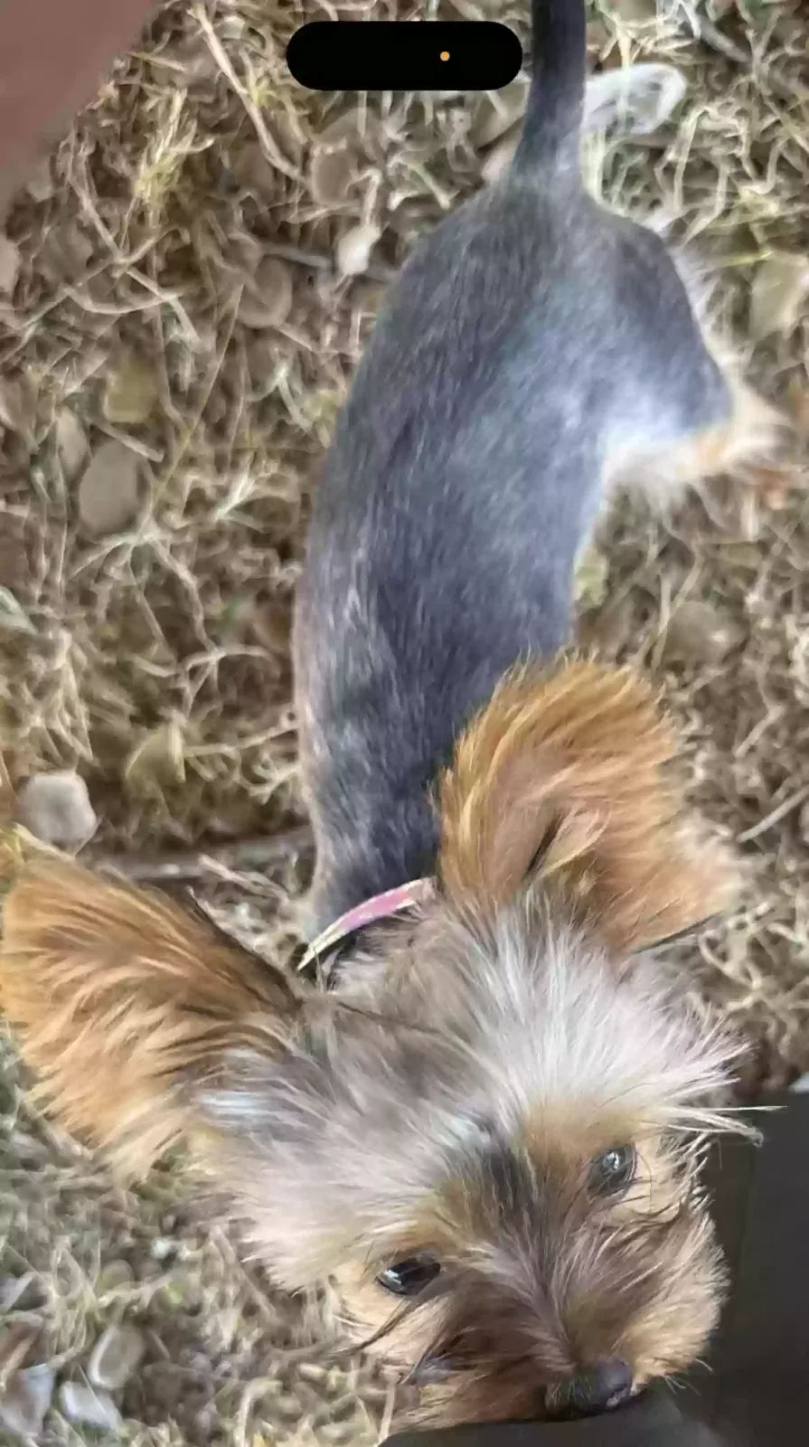 Lost dog in Paramount, CA, 90723