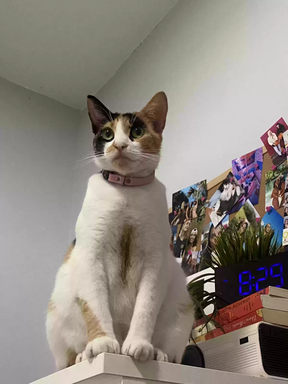 Lost cat in Maitland, FL, 32751