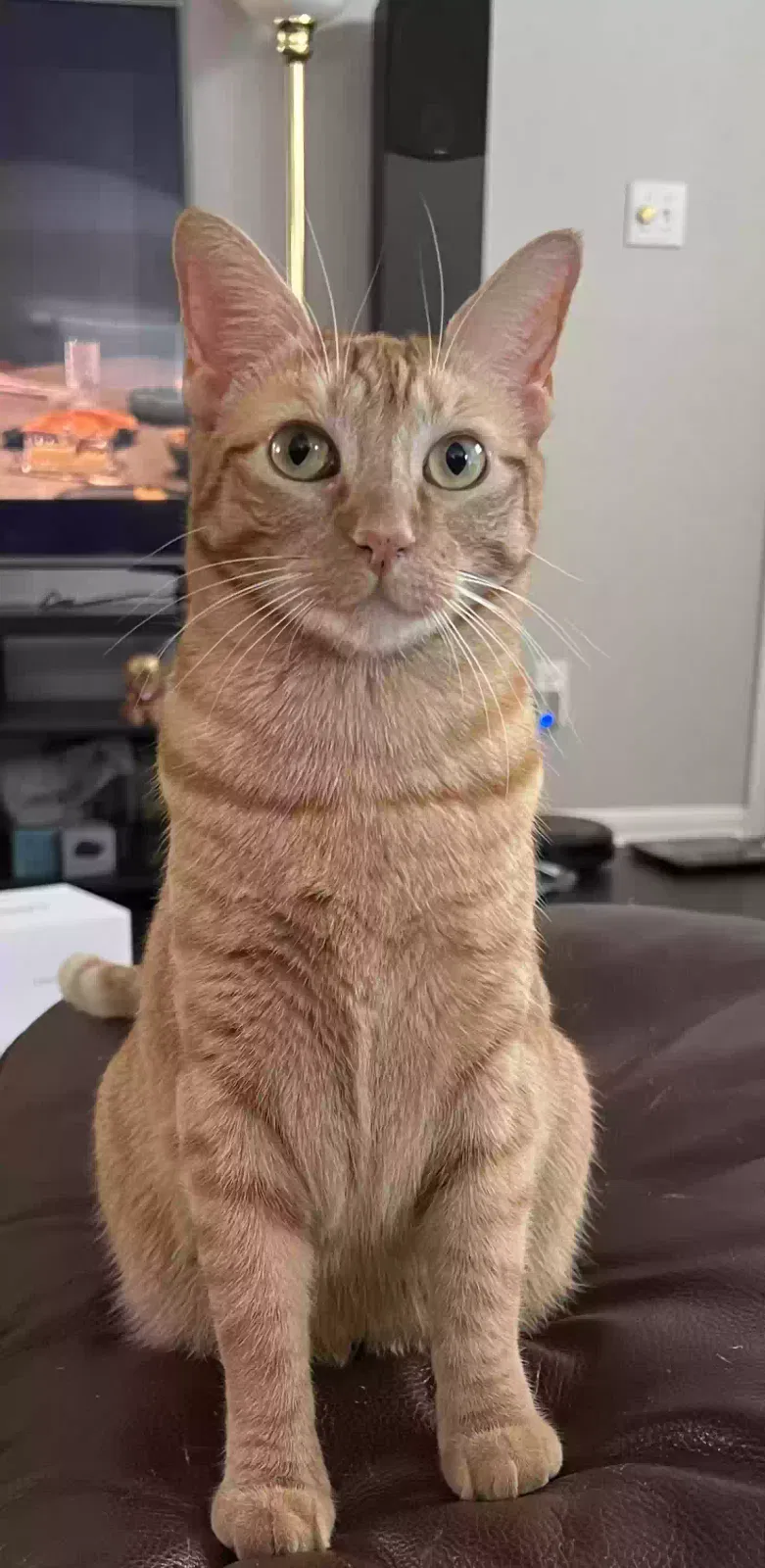 Lost cat in Houston, TX, 77089