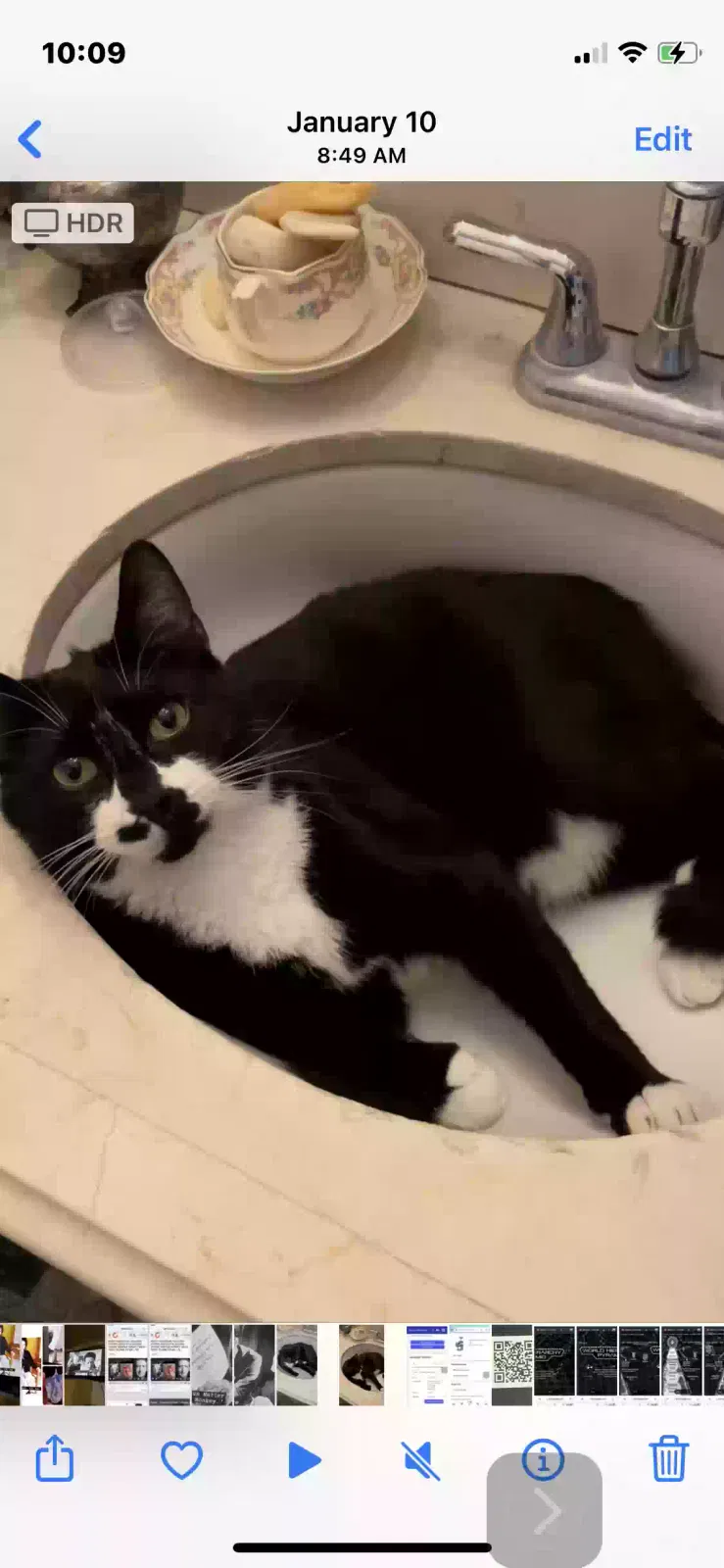 Lost cat in Kennewick, WA, 99338