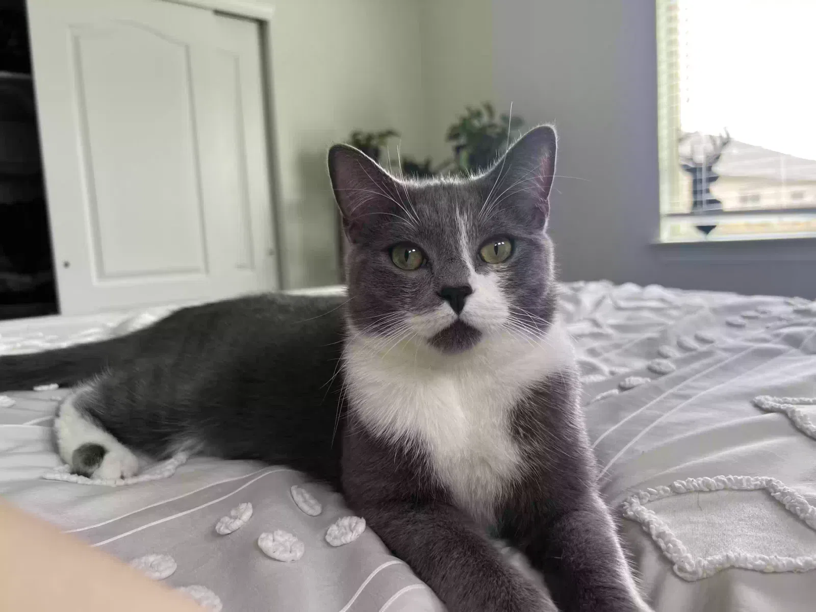 Lost cat in El Paso, TX, 79934