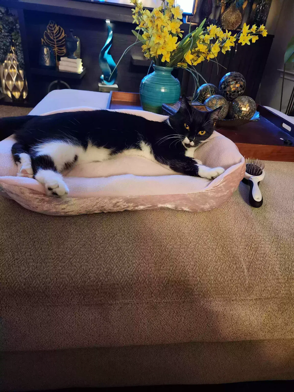 Lost cat in Killeen, TX, 76542