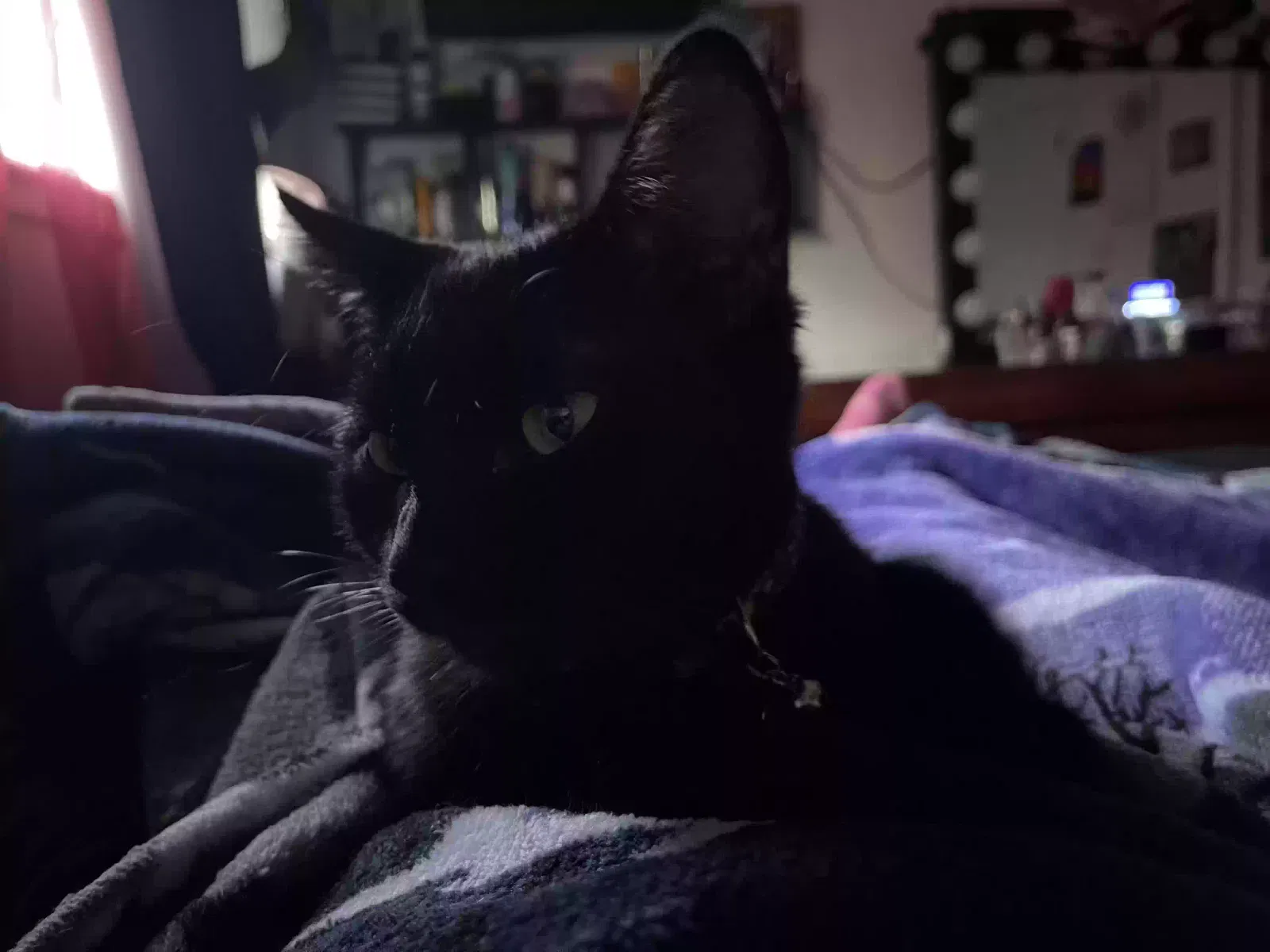 Lost cat in Rancho Cordova, CA, 95670
