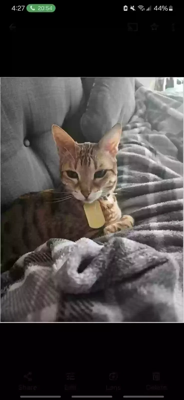 Lost cat in Teaneck, NJ, 7666