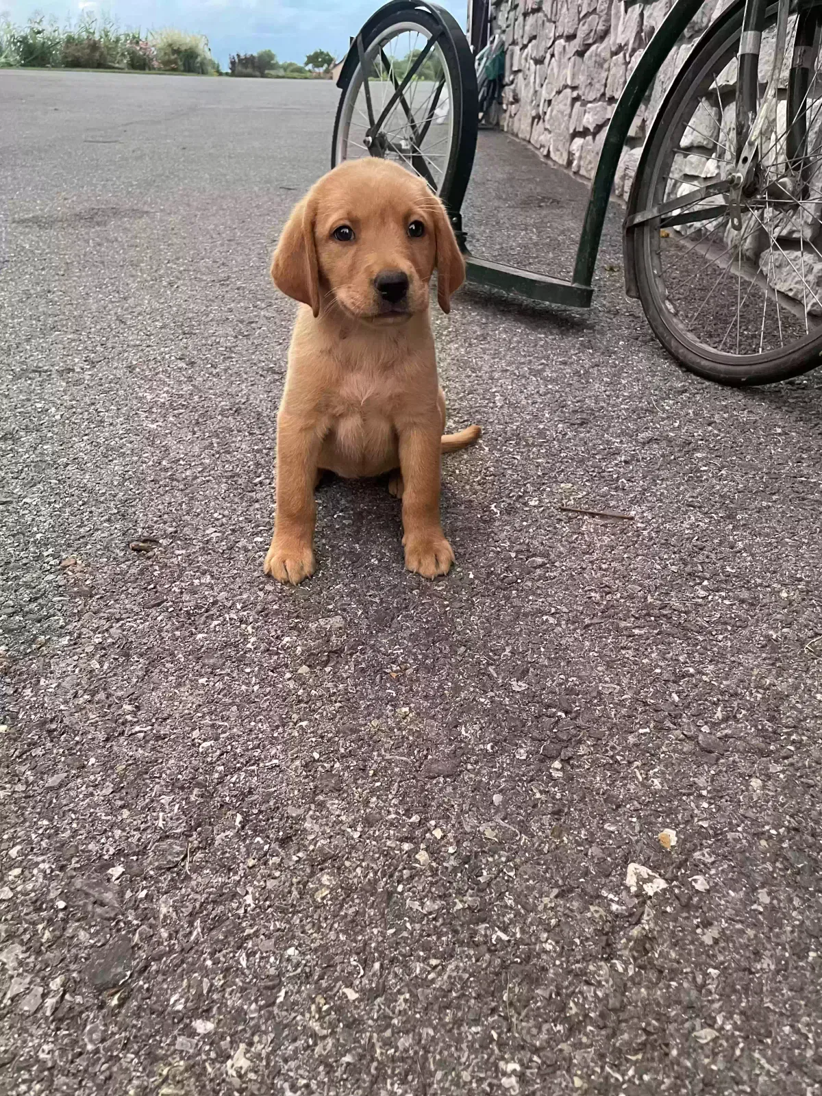 Lost dog in Bird In Hand, PA, 17505