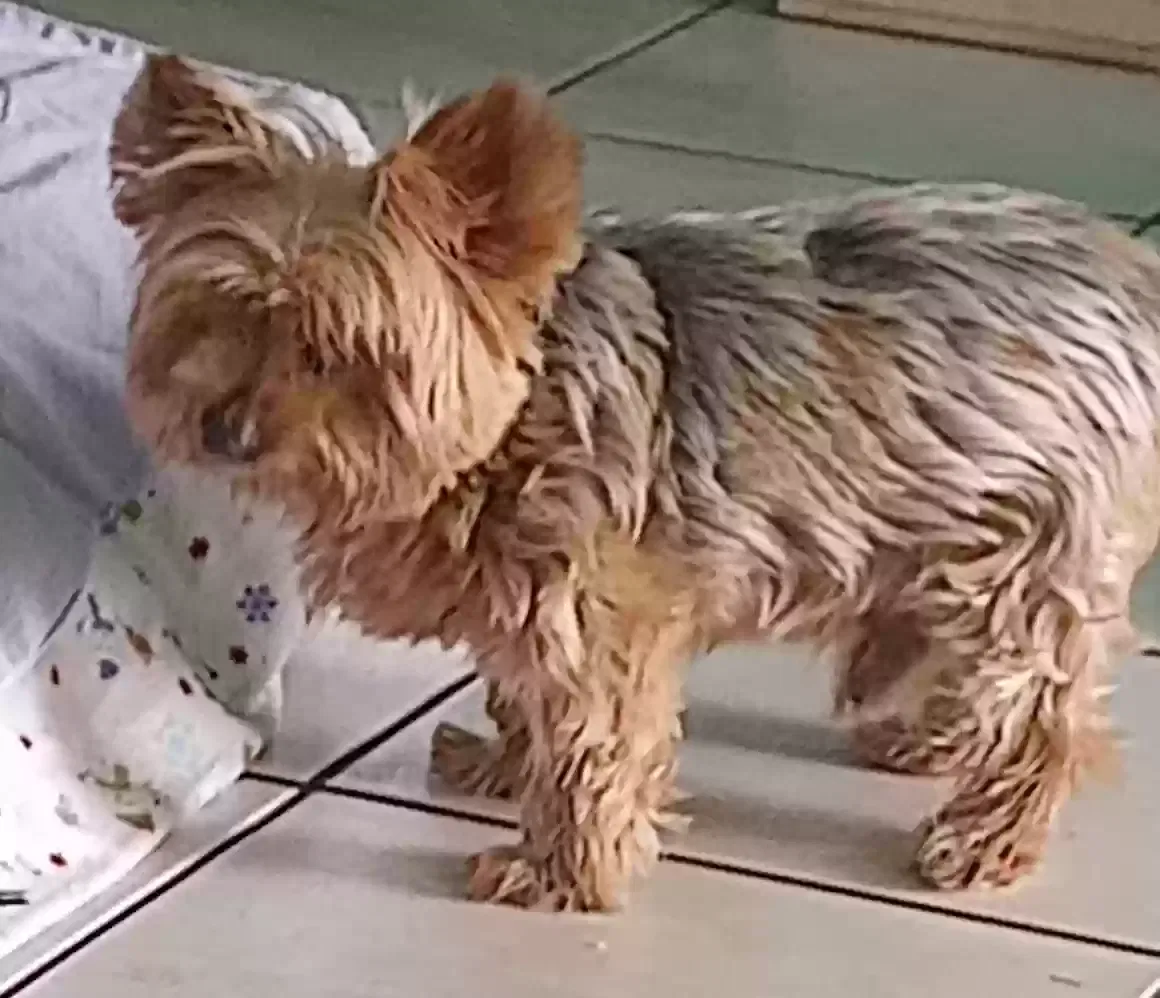 Lost dog in El Paso, TX, 79925