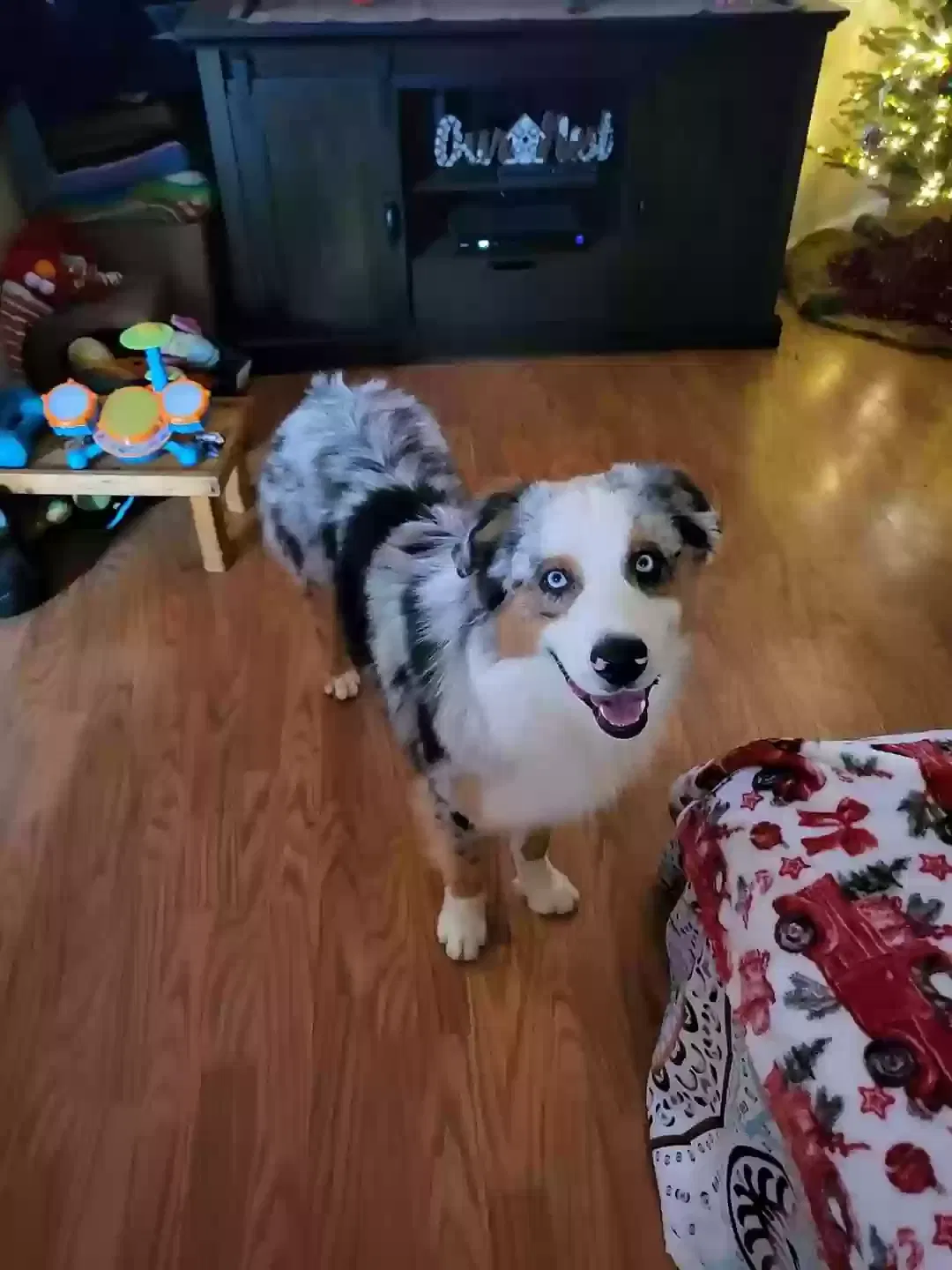 Lost dog in Fresno, CA, 93722