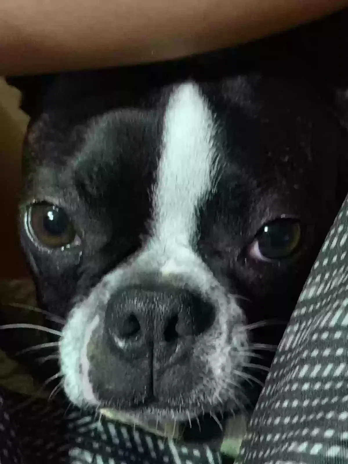 Lost dog in Fairhope, AL, 36532