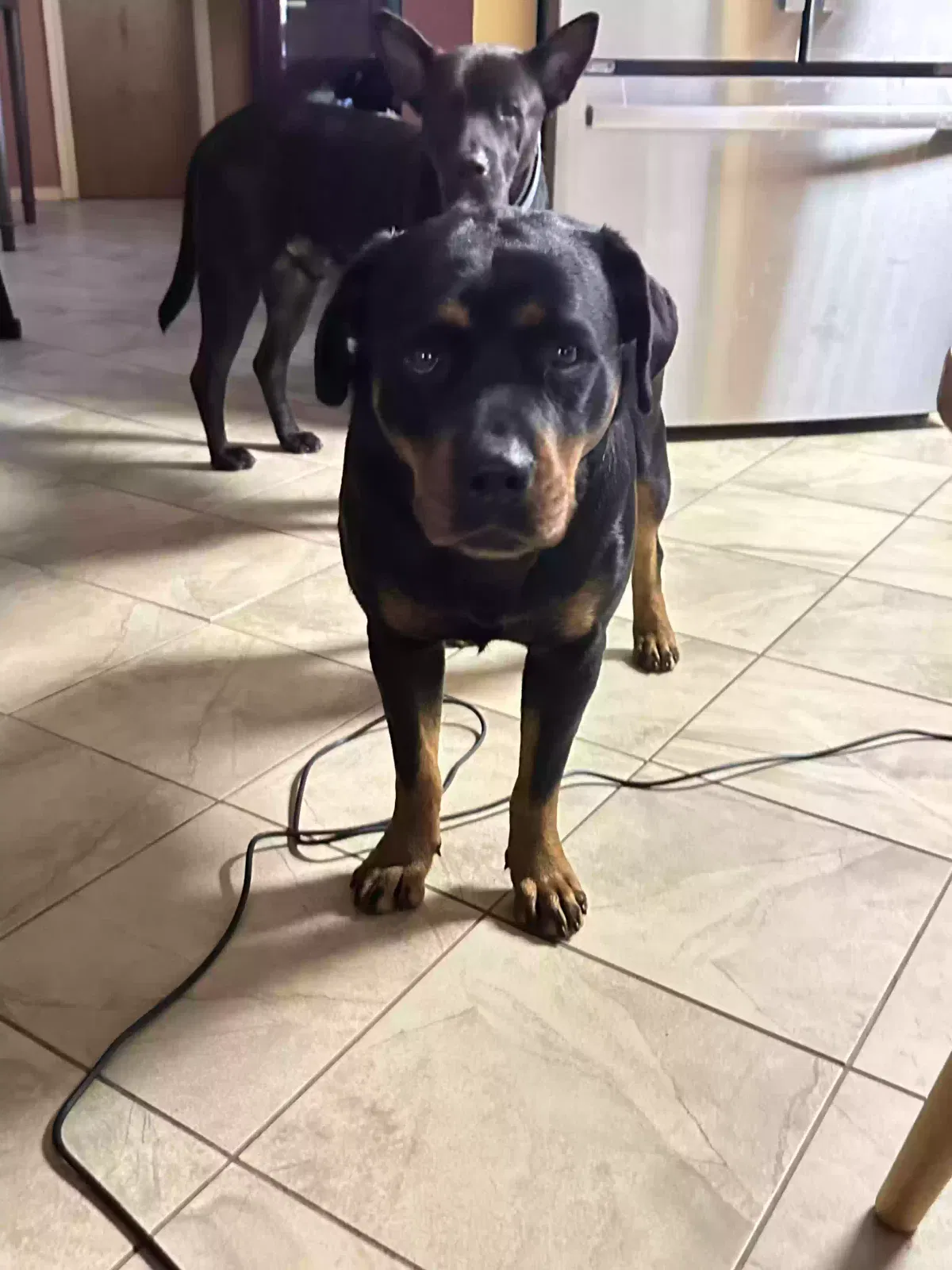 Found dog in Porter, TX, 77365