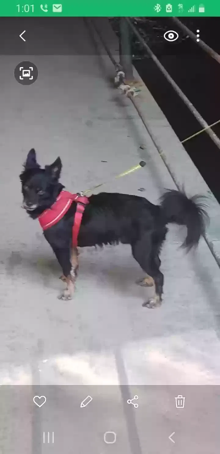 Lost dog in Hyattsville, MD, 20783
