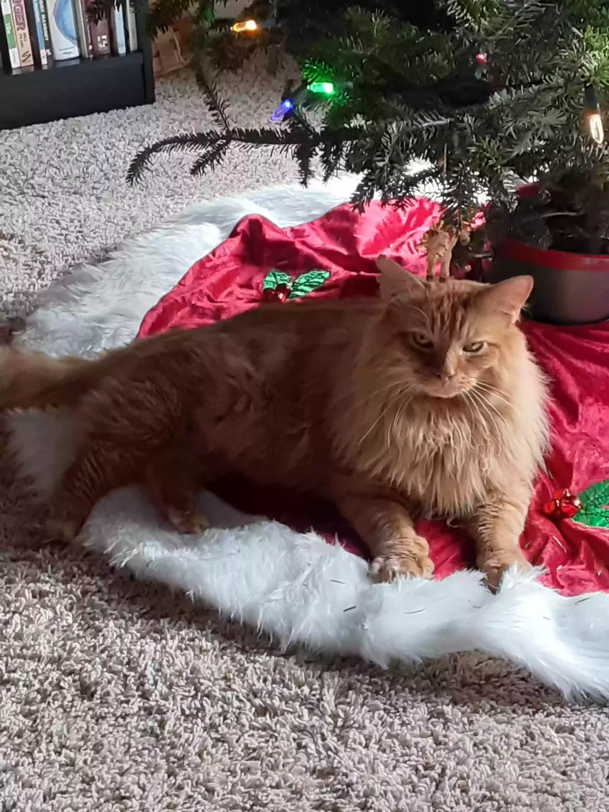 Lost cat in Ft Mitchell, KY, 41017