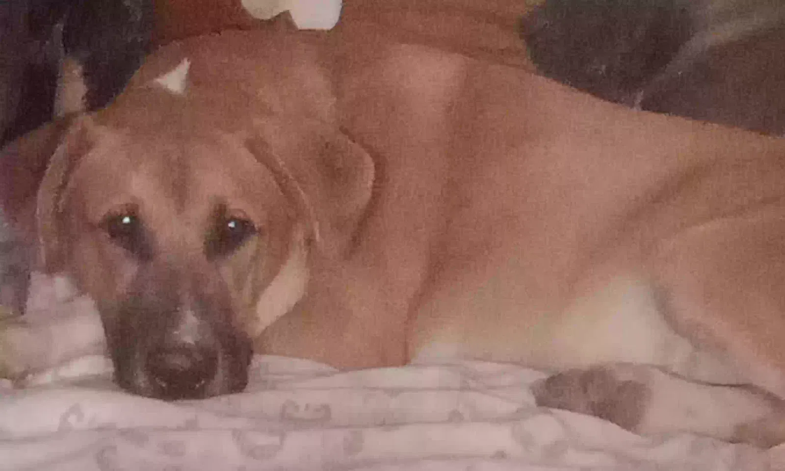 Lost dog in Springfield, MO, 65803