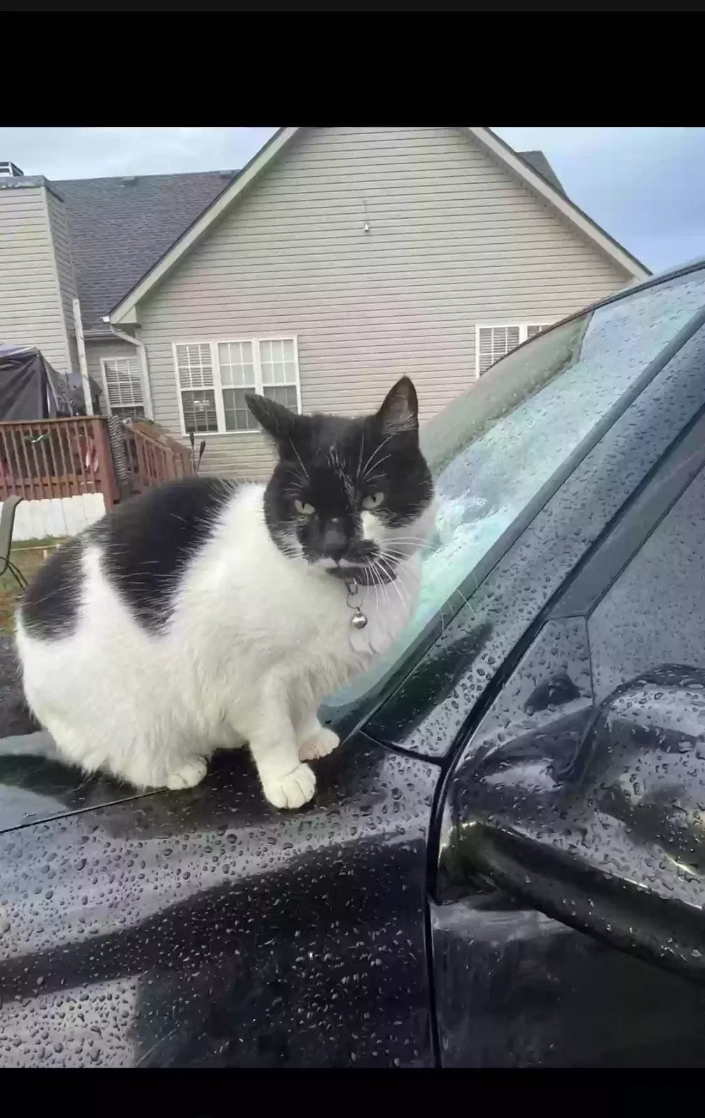 Lost cat in Clarksville, TN, 37040
