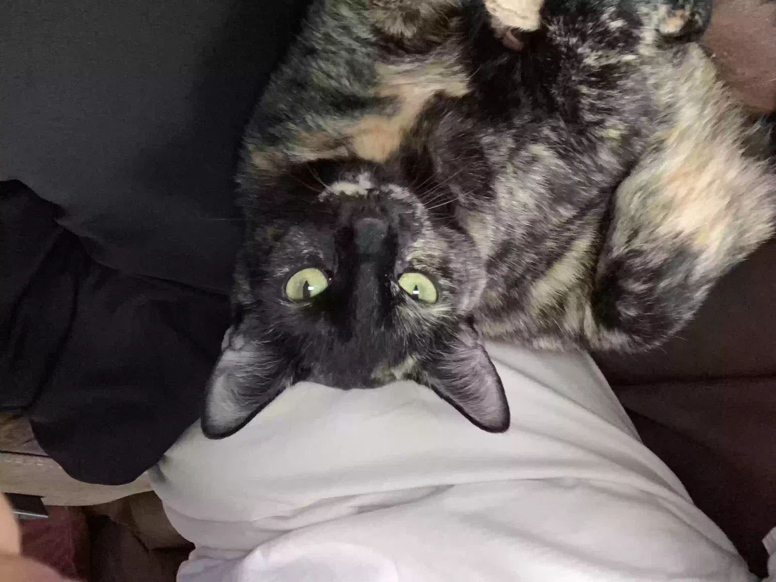 Lost cat in Katy, TX, 77494