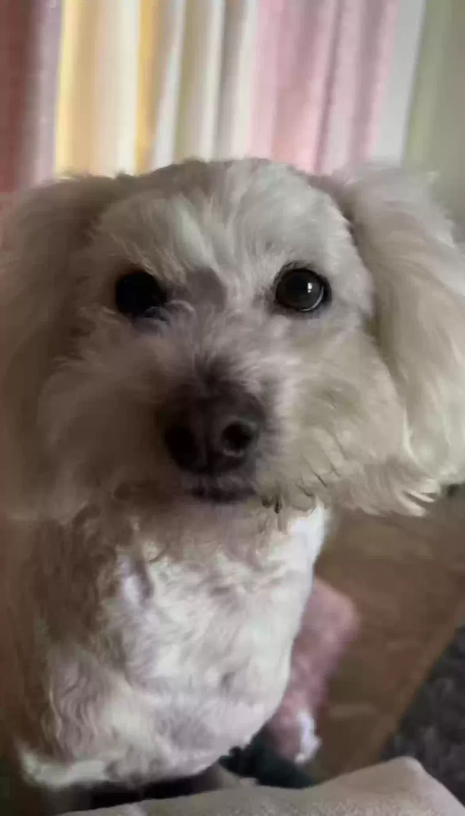 Lost dog in Brownsville, TX, 78526