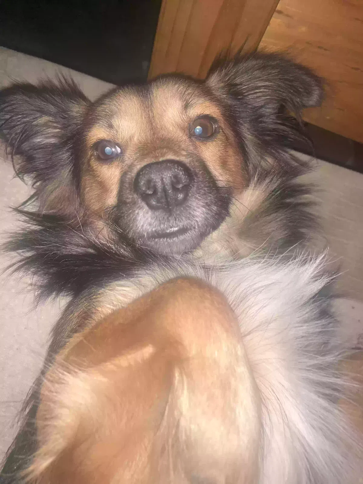Lost dog in Houston, TX, 77022