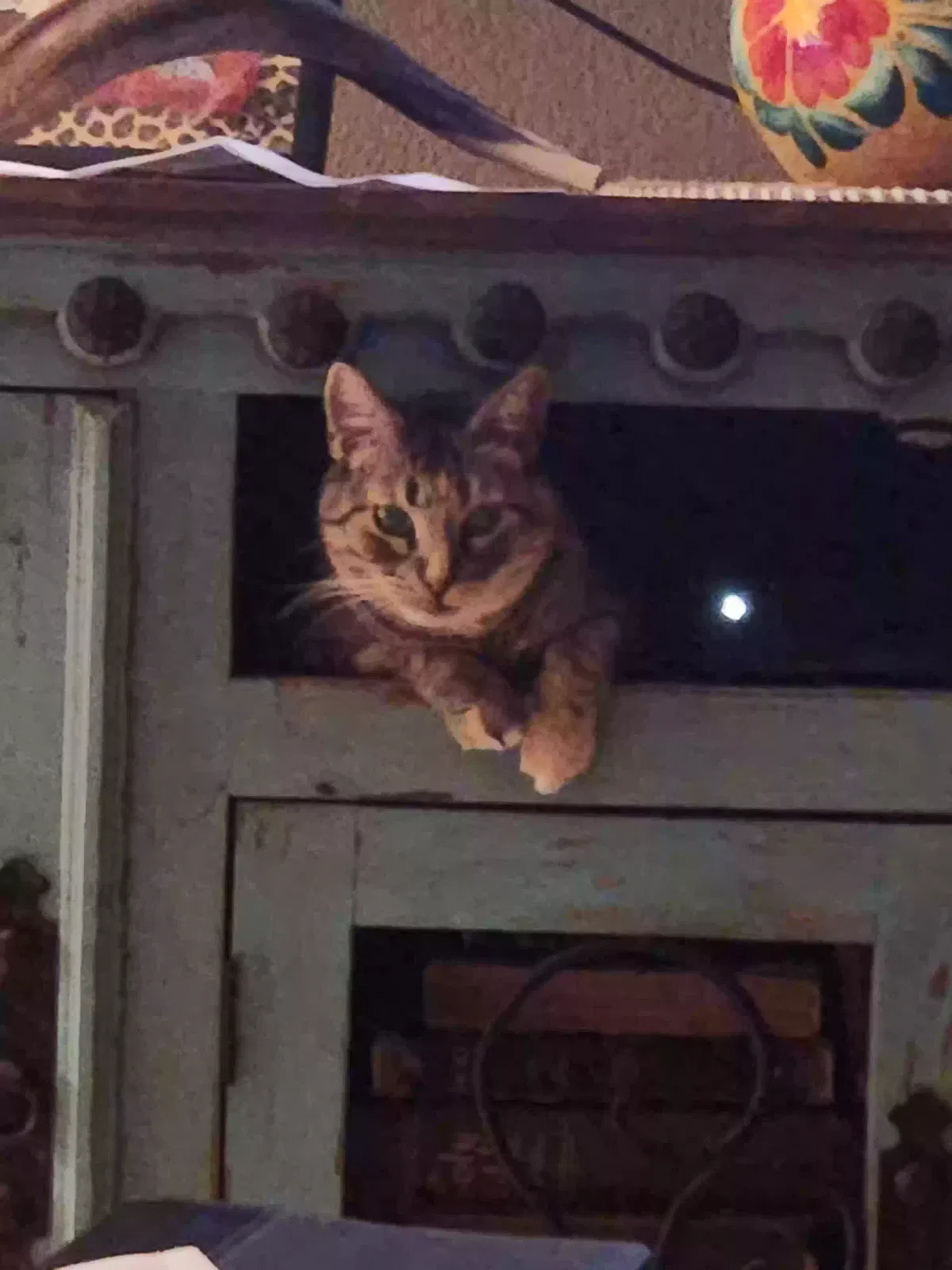 Lost cat in Cleburne, TX, 76033