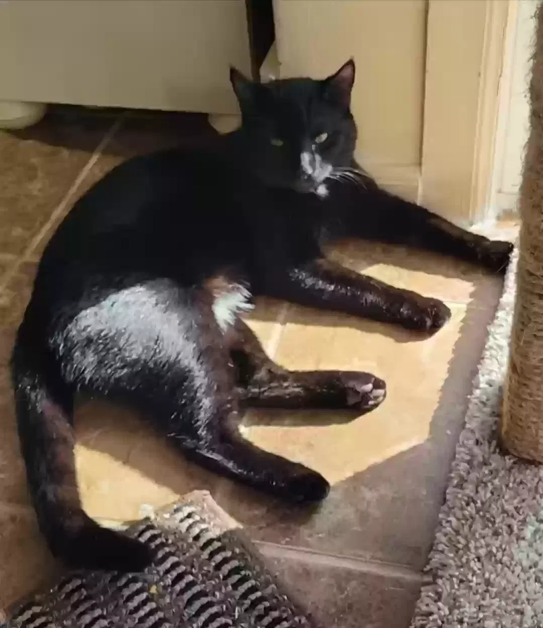 Lost cat in Villa Ridge, MO, 63089