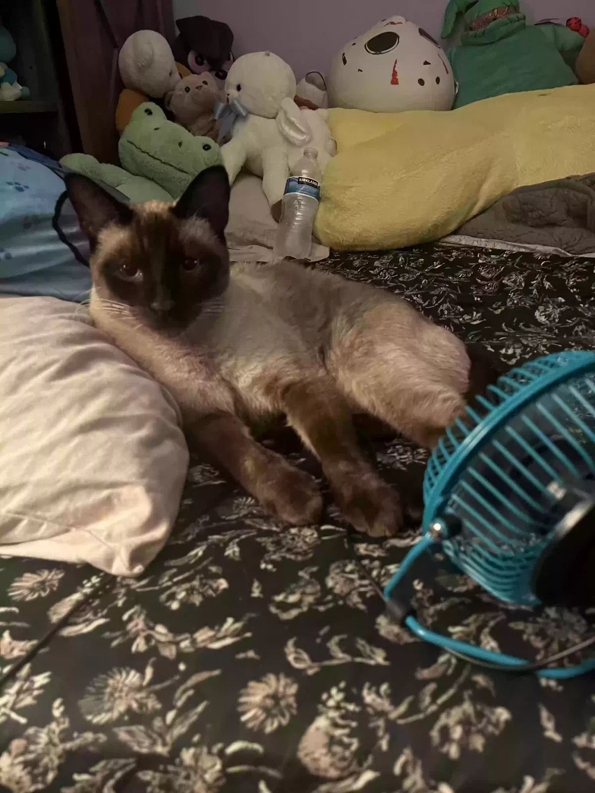 Lost cat in Whittier, CA, 90604