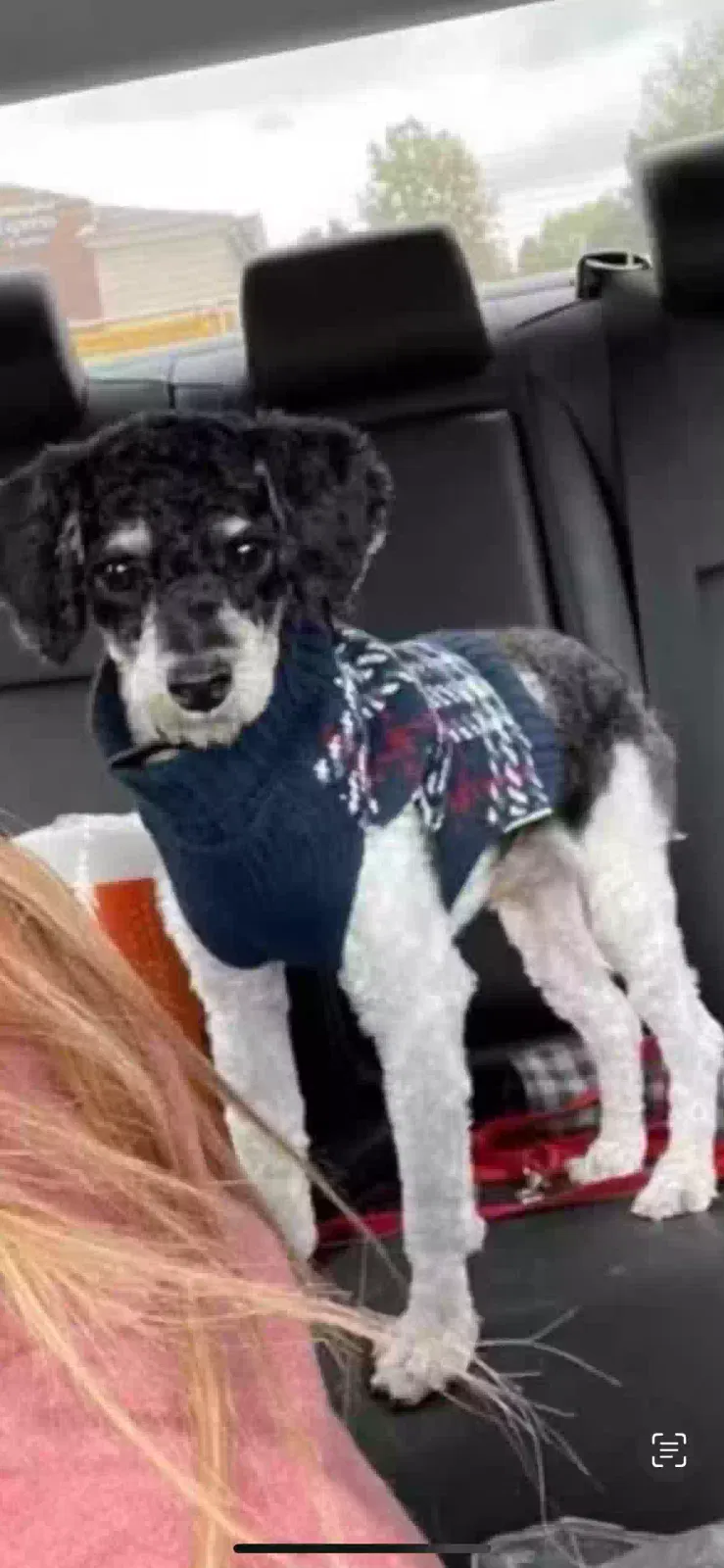 Lost dog in Chicago, IL, 60647