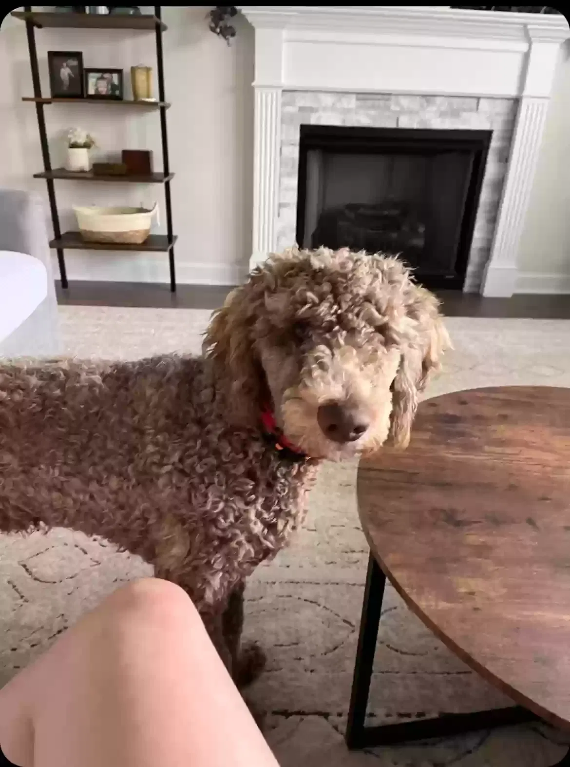 Lost dog in Castalian Springs, TN, 37031