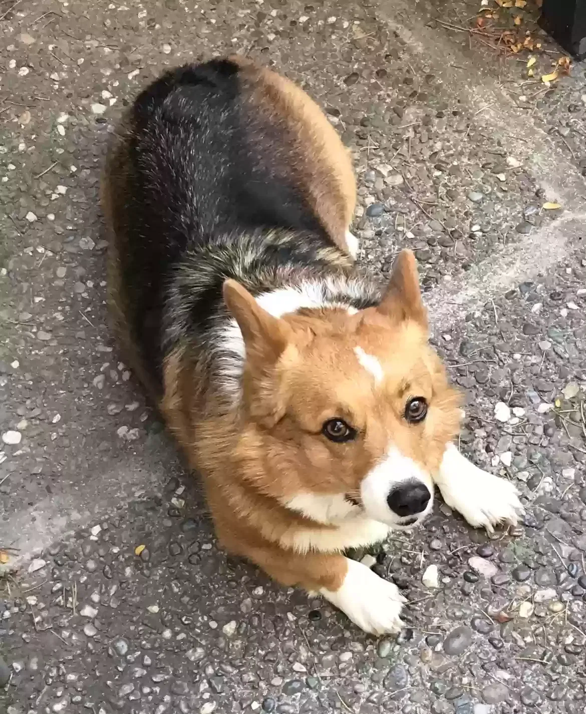 Lost dog in Twain Harte, CA, 95383